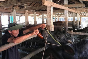 Dịch lở mồm long móng xuất hiện trở lại, hàng trăm con bò nhiễm bệnh