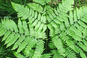 WHO cảnh báo loại rau chứa chất gây ung thư cực mạnh