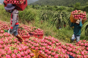 Bình Thuận: Giải pháp giải cứu thanh long về lâu dài