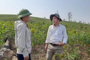 Quảng Trị: Vụ chặt phá rừng trồng 12 năm chưa xử lý dứt điểm