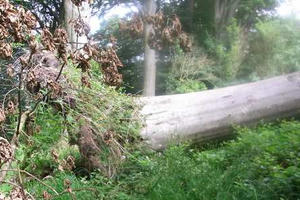 Đi hái nấm, ba người bị cây lớn đè tử vong thương tâm