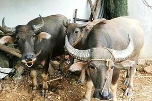 Nghệ An: 5 con trâu “bốc hơi” khi cả nhà đang xem World Cup