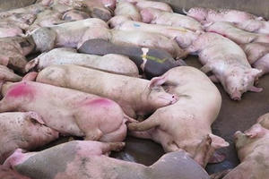 Xuất hiện dịch lở mồm long móng tại Thanh Hóa