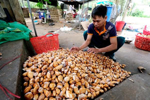 Lâm Đồng 'sốt' hạt sầu riêng