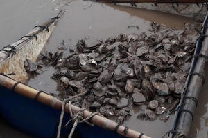 Bạc Liêu: Người dân điêu đứng vì hàu chết hàng loạt