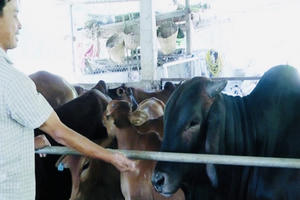 Xuân Lộc – ‘Thủ phủ’ mới của chăn nuôi công nghiệp ở Đồng Nai