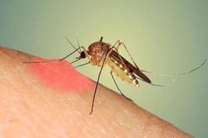 Gần 17.000 ca mắc sốt xuất huyết tại TP HCM từ đầu năm 2025