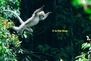 Phát hiện 7 đàn voọc xám Đông Dương tại khu bảo tồn Xuân Liên Phát hiện 7 đàn voọc xám Đông Dương tại khu bảo tồn Xuân Liên