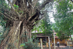 Công nhận 2 cây di sản Việt Nam tại Bình Dương