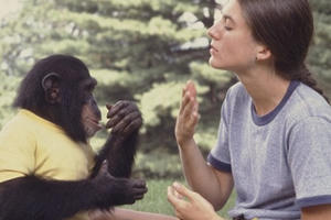 Lật lại dự án nuôi tinh tinh như con và cái kết đắng lòng cho giới khoa học