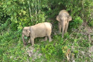 Nghệ An: Phát hiện cá thể voi 70 tuổi chết trong rừng