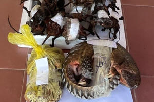 Nghệ An: Khởi tố đối tượng chuyên mua bán động vật nguy cấp, quý, hiếm