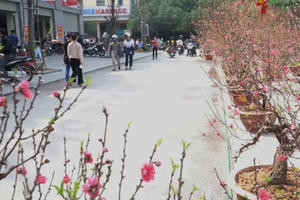 Bản tin Tết Việt 2021: Ảnh hưởng Covid-19 thị trường cây cảnh ảm đạm, rau sạch lên ngôi