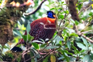Phát hiện loài chim tuyệt đẹp, quý hiếm trong Vườn quốc gia Hoàng Liên
