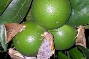 Loài bướm kỳ lạ chỉ chích một nốt khiến cam thối rụng vàng gốc khiến nông dân lao đao