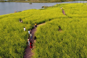 Ngỡ ngàng với cánh đồng hoa cải đẹp tựa chốn cổ tích ngay gần Hà Nội