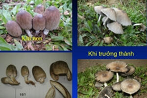 Ngộ độc nấm: Cách phòng tránh và xử trí