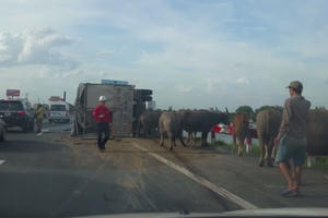 Hà Nội: Sau va chạm giao thông, gần 30 con trâu "đại náo" đường cao tốc