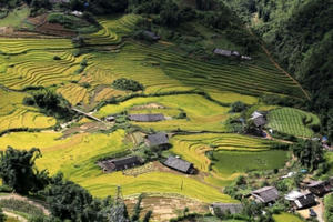 Lạc lối giữa "mùa vàng" Fansipan