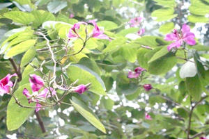 Hà Nội: Ngắm những chùm hoa ban chớm nở đầu mùa