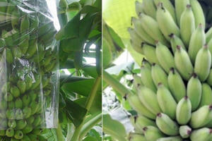 Cần Thơ Hai học sinh lớp 11 tạo ra chế phẩm bảo quản rau củ quả từ vỏ chuối xanh