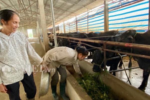 Nuôi 100 con bò 3B to bự, bà Vân xóm Voi lời 2 tỷ đồng mỗi năm