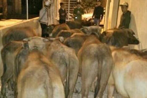 Thanh Hóa: Công an phường giúp dân tìm lại đàn trâu bị mất trộm