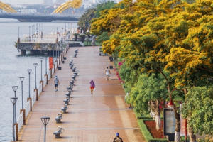 Mùa hoa sưa vàng nở rộ ở thành phố sông Hàn