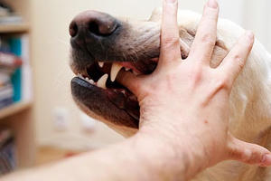 6 tháng đầu năm 2017, đã có 59 người tử vong do viêm não vi rút, bệnh dại, sốt xuất huyết 6 tháng đầu năm 2017, đã có 59 người tử vong do viêm não vi rút, bệnh dại, sốt xuất huyết