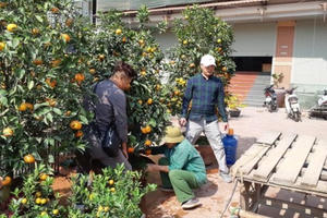 Cận Tết, thợ chở mai, quất, đào chạy sô, kiếm bộn tiền không hết việc