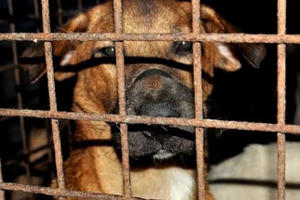 Hà Nội vận động không ăn thịt chó: Văn hóa cần sự thay đổi Hà Nội vận động không ăn thịt chó: Văn hóa cần sự thay đổi