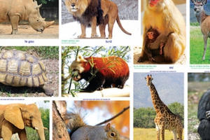 Thủ tướng chỉ thị dừng nhập khẩu động vật hoang dã