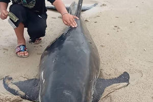Quảng Ninh: Người dân xã đảo Quan Lạn giải cứu thành công cá Heo mắc kẹt trên bãi biển