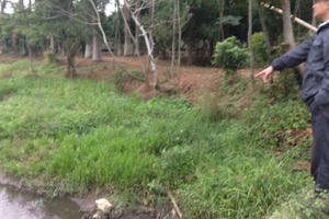 Hà Nội: Lập tổ công tác xử lý vụ việc lợn... "hành" dân