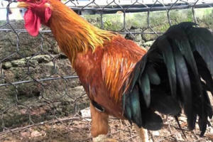 Nuôi con gà truyền thuyết, anh nông dân ăn Tết to 300 triệu