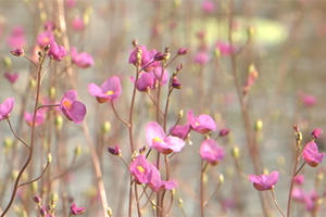 Chiêm ngưỡng hoa Nhĩ cán tím khoe sắc tại Đồng Tháp