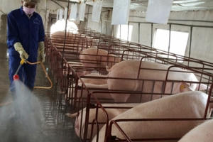 Chính phủ yêu cầu 3 Bộ kiểm soát giá lợn