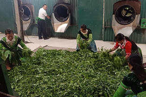 OCOP là giải pháp ưu tiên trong phát triển kinh tế nông thôn ở huyện Trạm Tấu