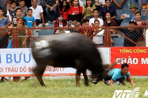 HOT - Kết quả xét nghiệm ‘ông trâu điên’ số 18 húc chết chủ nhân ở Đồ Sơn