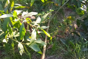 Xác định 1 nghi can nhẫn tâm chặt phá vườn keo hàng ngàn gốc của người dân