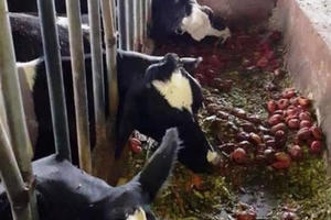 Lâm Đồng: Đàn bò sữa bị sét đánh chết tại chuồng