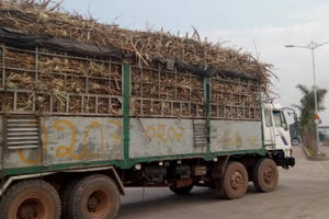 Đắk Lắk: Xe mía quá khổ ngang nhiên chạy qua chốt CSGT Đắk Lắk: Xe mía quá khổ ngang nhiên chạy qua chốt CSGT
