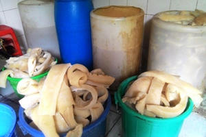 Cẩn trọng với món 'nem đặc sản' từ bì lợn thối