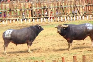 Trâu chọi Vĩnh Phúc thờ ơ, 'không thèm chọi'