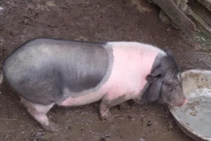Hà Tĩnh: Lợn dự án hỗ trợ cho người nghèo bỗng dưng chết hàng loạt! Hà Tĩnh: Lợn dự án hỗ trợ cho người nghèo bỗng dưng chết hàng loạt!
