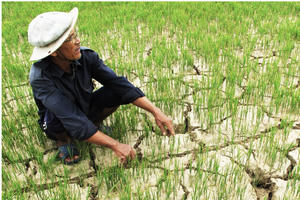 El Nino gây thâm hụt đến 50% lượng mưa