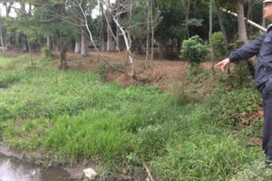 Hà Nội: Hàng nghìn con lợn "hành dân" trong nhiều năm