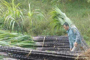 Ngành mía đường tìm hướng đi mới