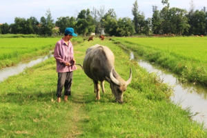 Quảng Bình: Dân nghèo “oằn mình” đóng phí đồng cỏ cho trâu bò