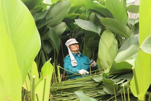 Làng lá dong lớn nhất Hà Nội tất bật vào vụ Tết